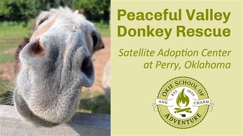 Peaceful valley donkey rescue - Find out what works well at Peaceful Valley Donkey Rescue from the people who know best. Get the inside scoop on jobs, salaries, top office locations, and CEO insights. Compare pay for popular roles and read about the team’s work-life balance. Uncover why Peaceful Valley Donkey Rescue is the best company for you.